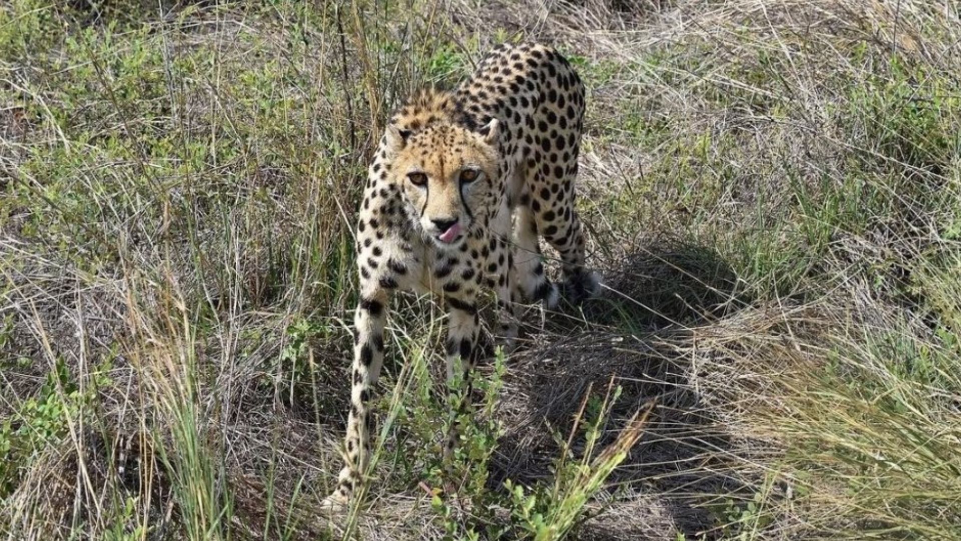 Cheetah In Kuno National Park